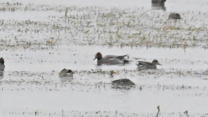 Eurasian Wigeon