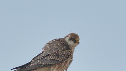 Red-footed Falcon