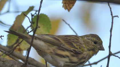 European Serin