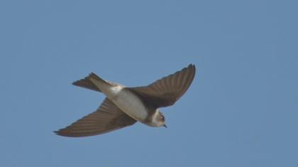 Sand Martin