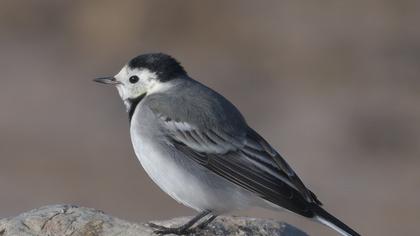 White Wagtail