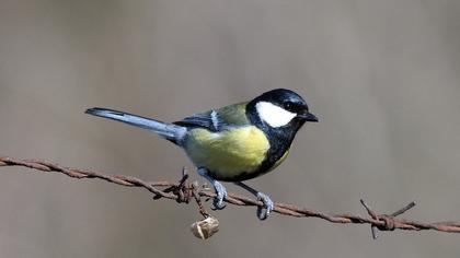 Great Tit