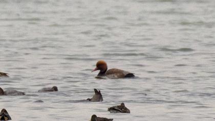 Red-crested Pochard