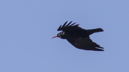 Red-billed Chough