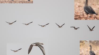 Lesser White-fronted Goose