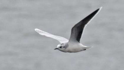Little Gull