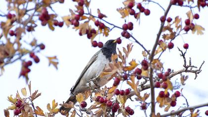 Black-throated Thrush