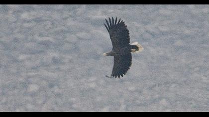 White-tailed Eagle