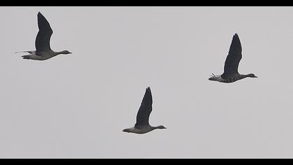 Greater White-fronted Goose