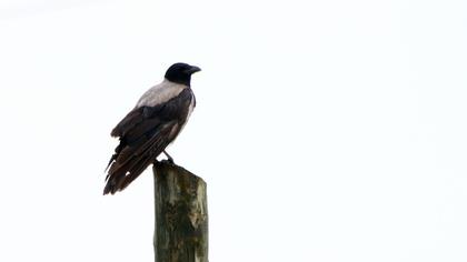 Hooded Crow