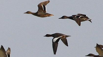 Eurasian Wigeon