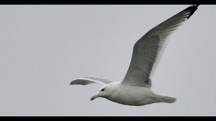 Caspian Gull