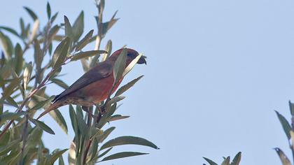Red Crossbill