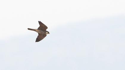 Eurasian Hobby