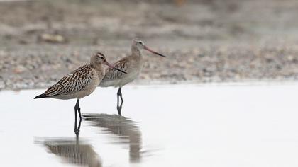 Bar-tailed Godwit