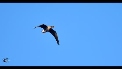 Lesser White-fronted Goose