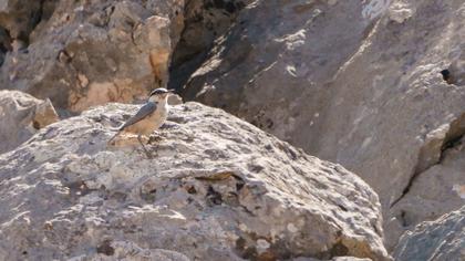 Western Rock Nuthatch