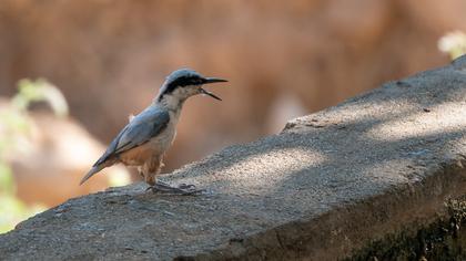 Eastern Rock Nuthatch