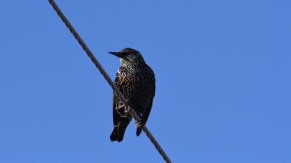 Common Starling