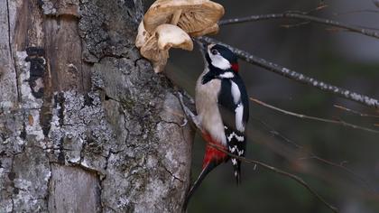 Great Spotted Woodpecker