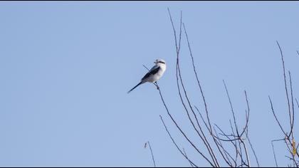 Great Grey Shrike