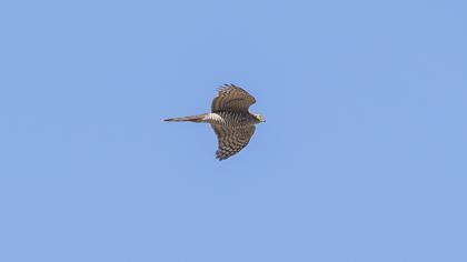 Eurasian Sparrowhawk