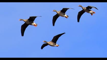 Lesser White-fronted Goose