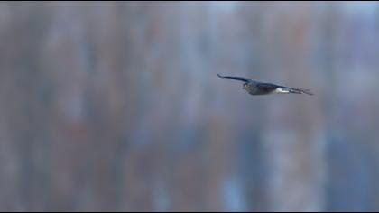 Eurasian Sparrowhawk
