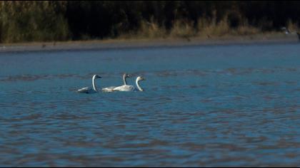 Tundra Swan