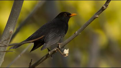 Common Blackbird