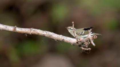 Hume`s Leaf Warbler