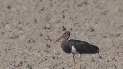 Black Stork