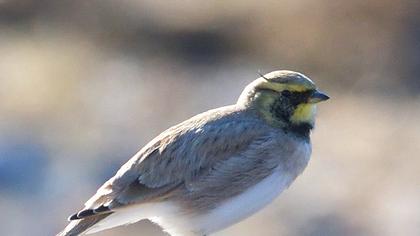 Horned Lark