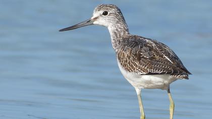 Common Greenshank