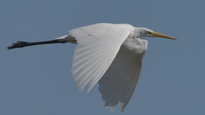 Great Egret