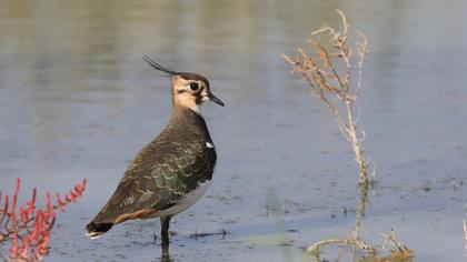 Northern Lapwing