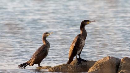 Great Cormorant