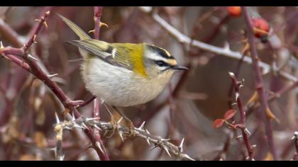 Common Firecrest
