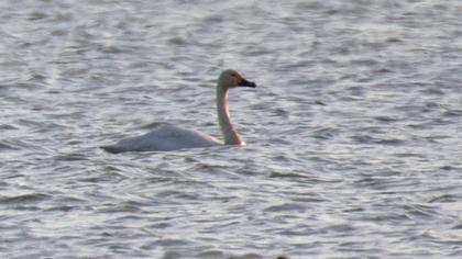 Tundra Swan
