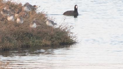 Spotted Redshank