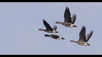Lesser White-fronted Goose