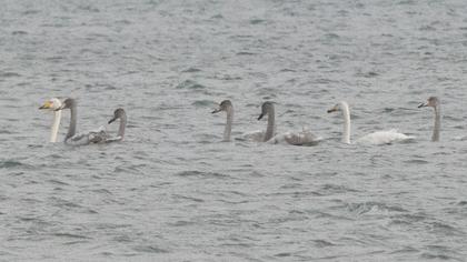 Whooper Swan
