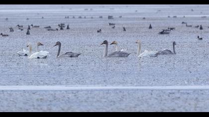 Tundra Swan