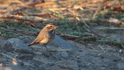 Bluethroat