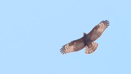 European Honey Buzzard