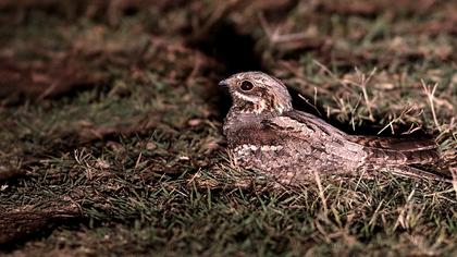 European Nightjar