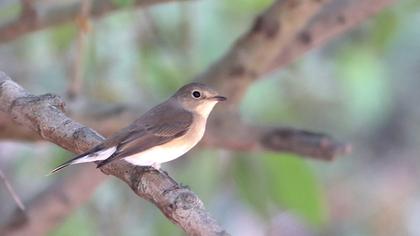 Red-breasted Flycatcher
