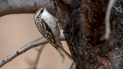 Short-toed Treecreeper
