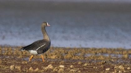 Lesser White-fronted Goose