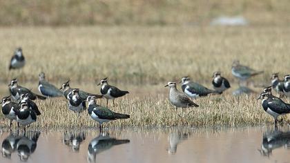 Sociable Lapwing